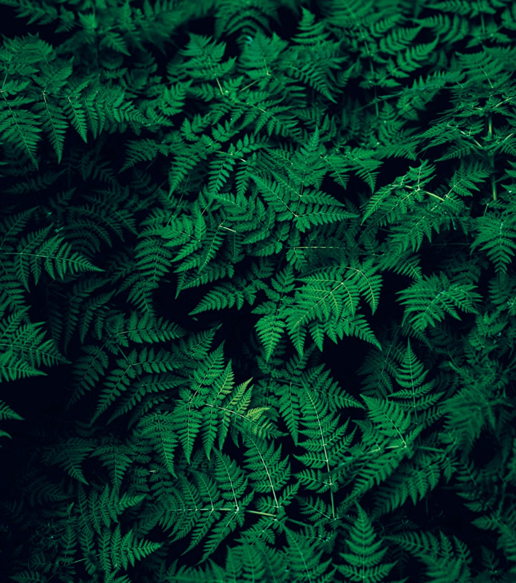 Green leaves.