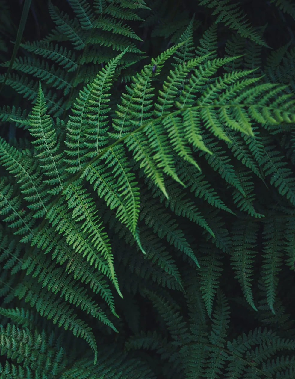 Plastic®/Sustainability